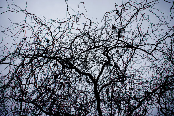 一棵美丽的树扭曲的树枝图片下载