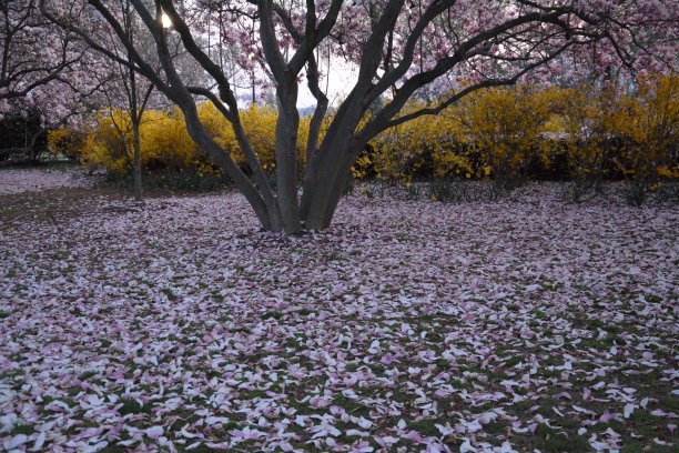 春天樱花盛开，华盛顿图片下载