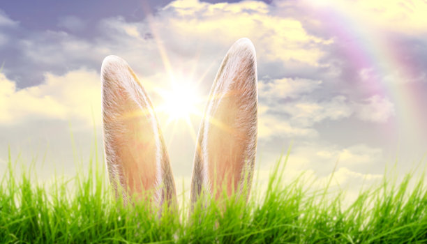 兔子的耳朵从草中伸出来。图片下载