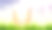 兔子的耳朵从草中伸出来。图片下载