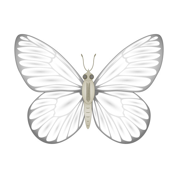 白蝴蝶矢量插图孤立在白色背景图片下载