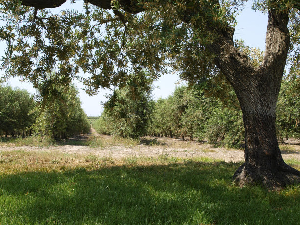 西班牙农场的橄榄林图片下载