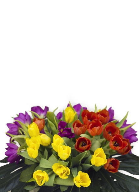 一束孤立在白色背景上的郁金香图片下载