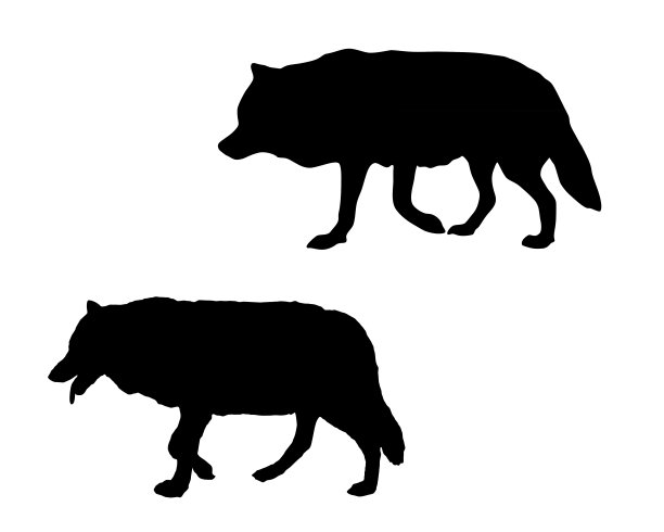 狼在白图片下载