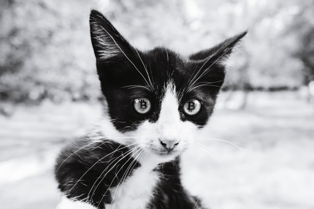 比特币标志图标在猫的眼睛。加密货币符号和最佳硬币图片用于设计项目:横幅，封面，壁纸和其他视觉项目。基于区块链的加密货币。比特币对猫眼的反思。比特币cryptocurren图片下载