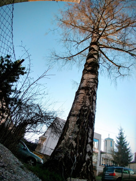 公园里有树。图片下载