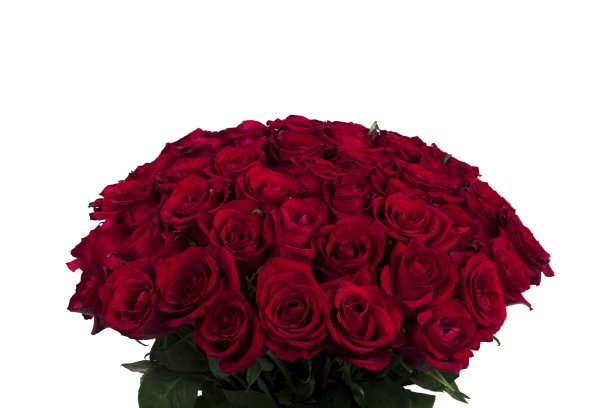 一束美丽的红玫瑰图片下载