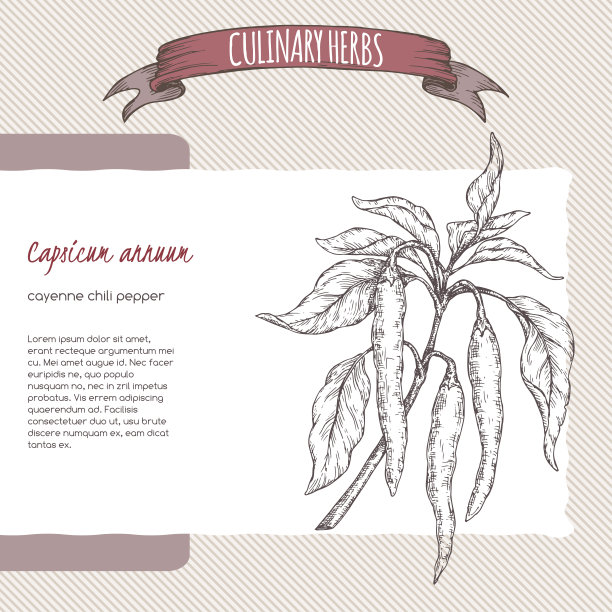 辣椒又名辣椒，辣椒手绘草图。图片下载