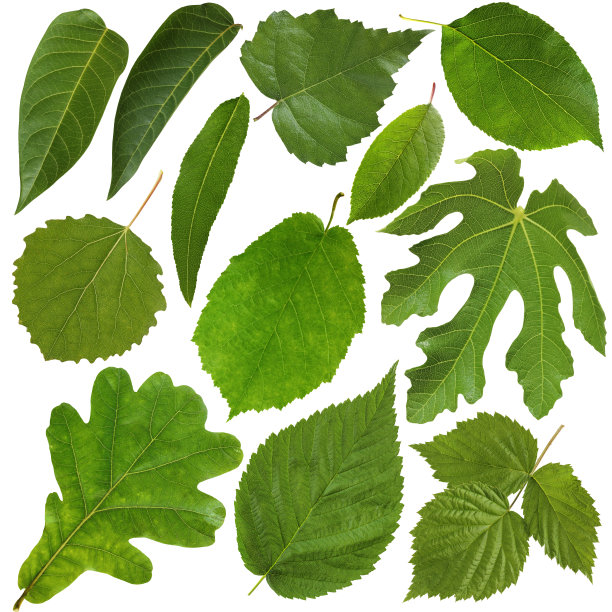绿叶孤立在白色背景上。植物标本。图片下载
