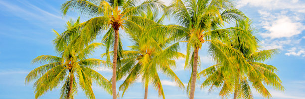棕榈树群，夏日全景，旅游理念图片下载