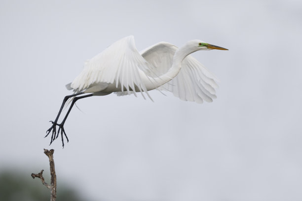 威尼斯图片素材ID：315621144