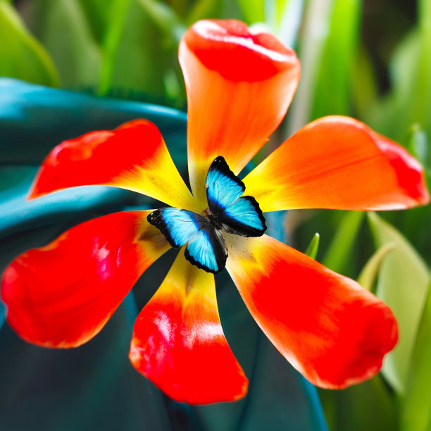 蓝色背景上蝴蝶居中的郁金香图片下载