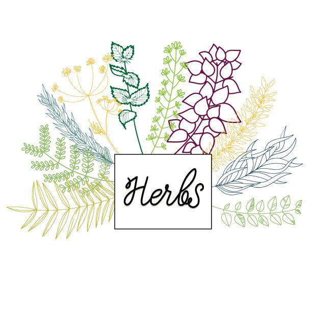 草药向量组图片下载