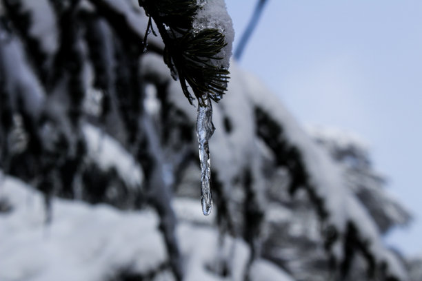 树的边缘结了冰图片下载