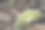 雏菊在玄武岩上生长素材图片