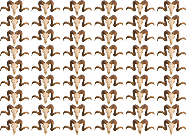 图案基础头骨纹理头骨与卷曲的角套副本孤立图片下载