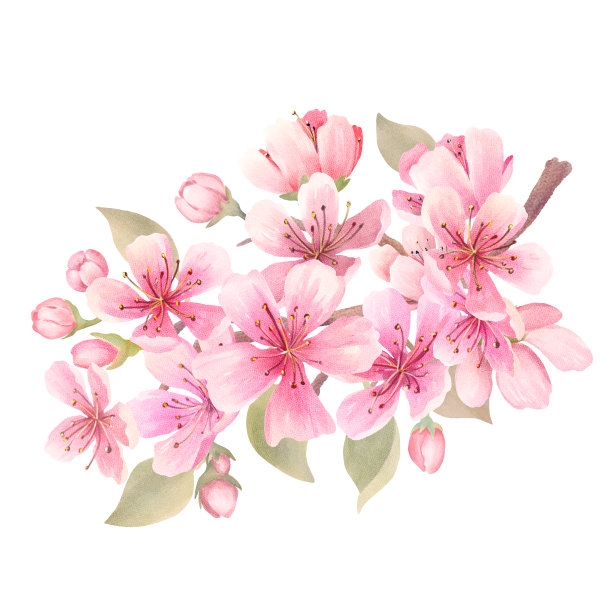 水彩樱花素材图片