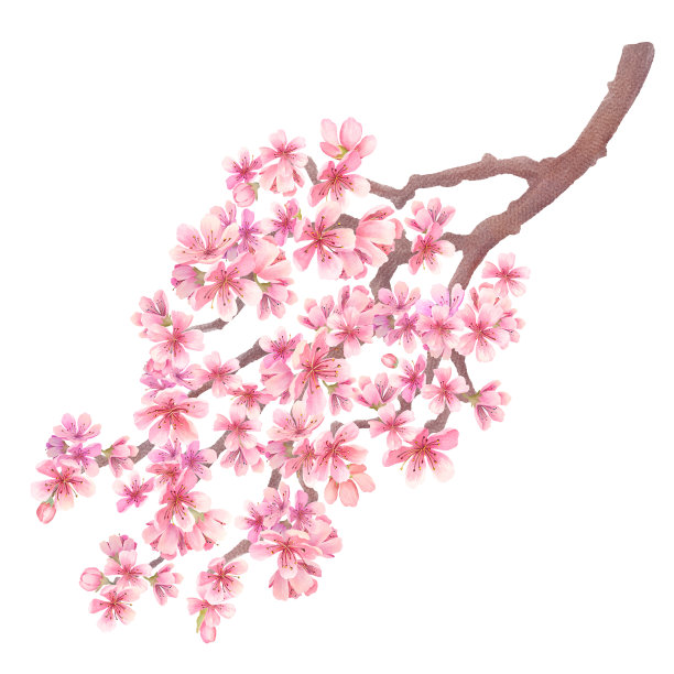 浪漫樱花图片素材ID：315655488