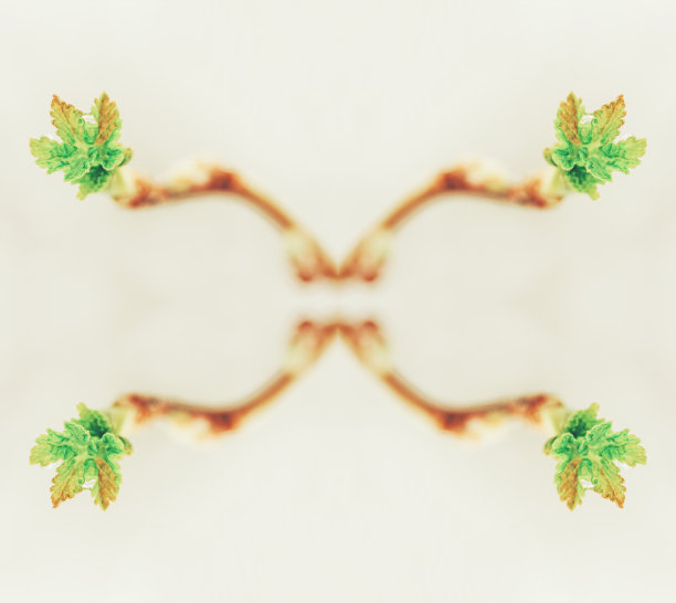 摘要微距照片的小嫩叶黑加仑与一滴水图片下载