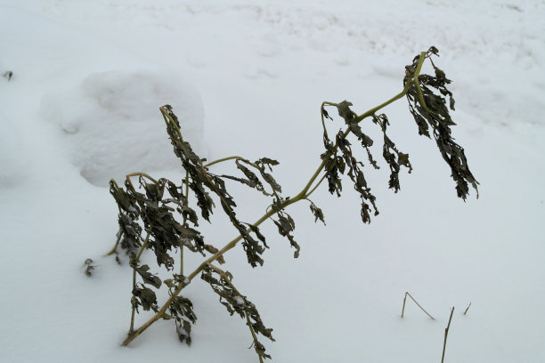 冰冻的植物图片下载