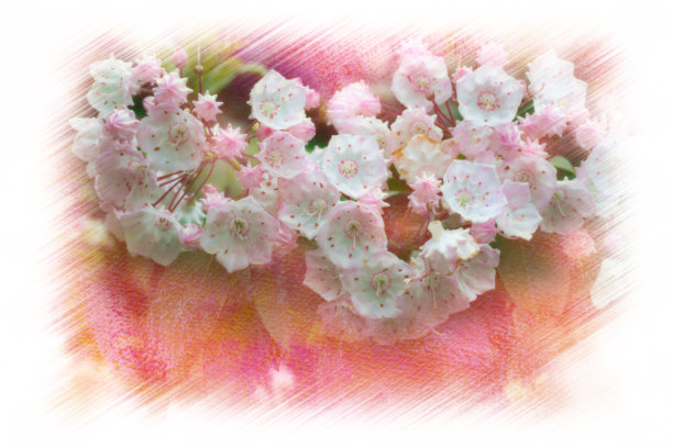 山月桂花图片下载