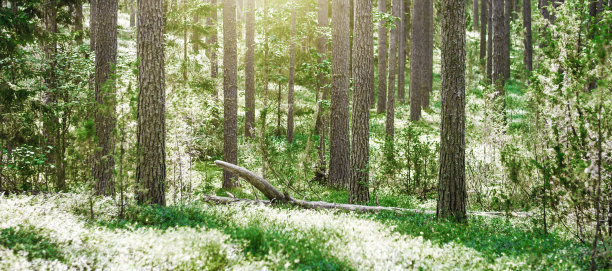 美丽的野生森林图片下载