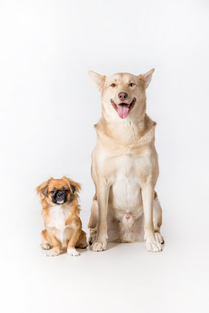 美丽的狗工作室肖像图片下载