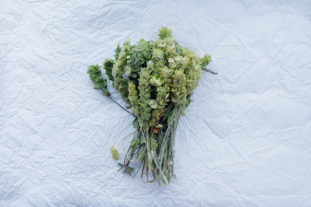 绿色的圣人图片下载