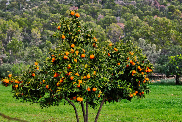 橘子树与森林素材图片