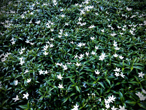 热带的园叶，深绿色的叶子图片下载