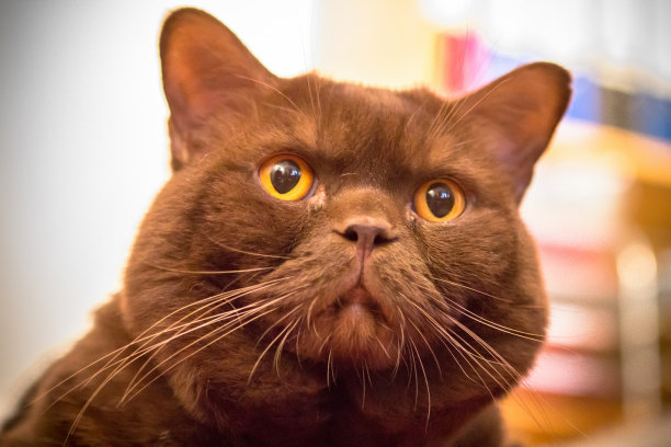 年轻的英国猫图片下载