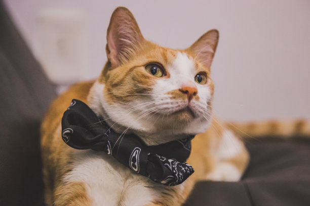 带领结的猫。图片下载