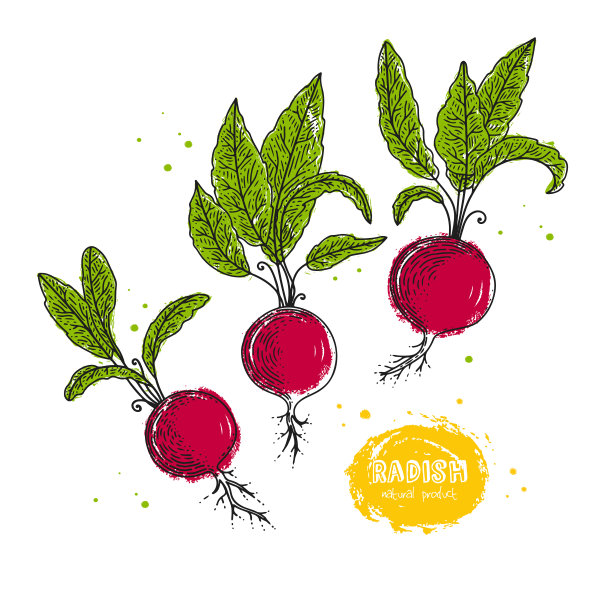 矢量萝卜手绘插图的风格雕刻。详细的素食图。农贸市场产品。为创建菜单，食谱，装饰厨房物品Grunge插图。图片下载