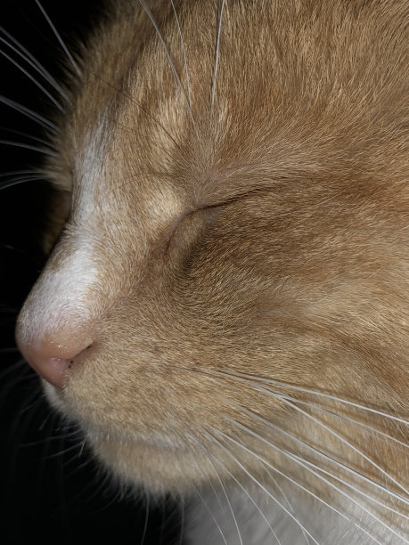 姜猫侧面轮廓图片下载