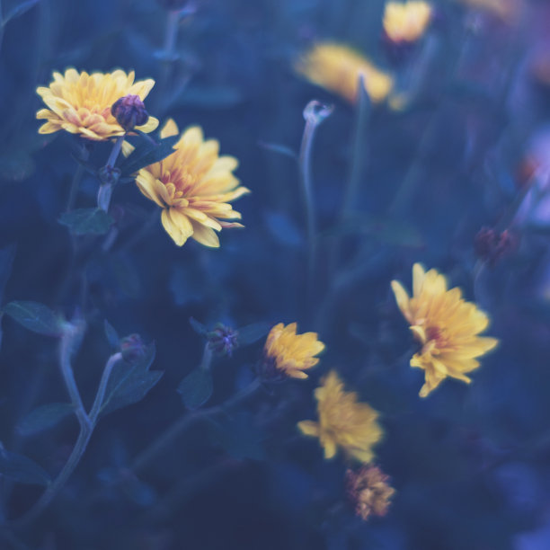黑暗的自然：黄昏时分的小黄菊花素材图片