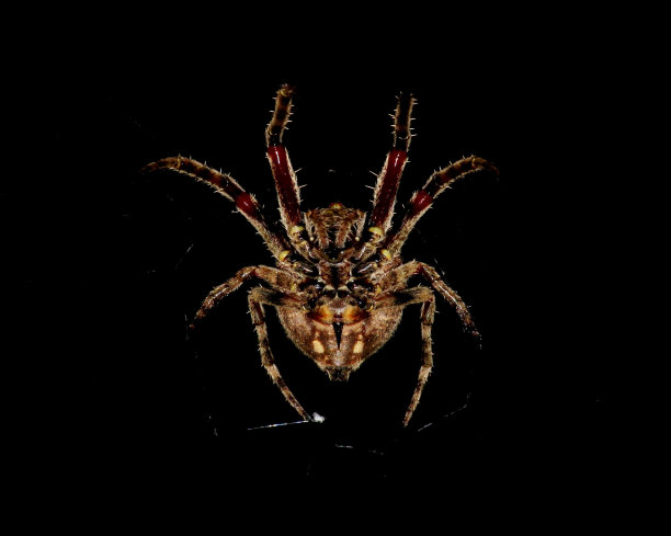 仓蜘蛛02图片下载