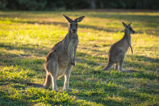 袋鼠，成年和乔伊放牧在澳大利亚的阳光田野素材图片