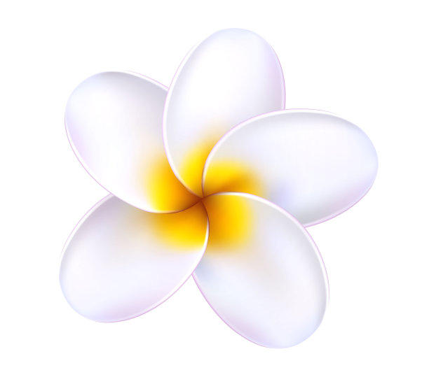 矢量3d鸡蛋花热带花图片下载