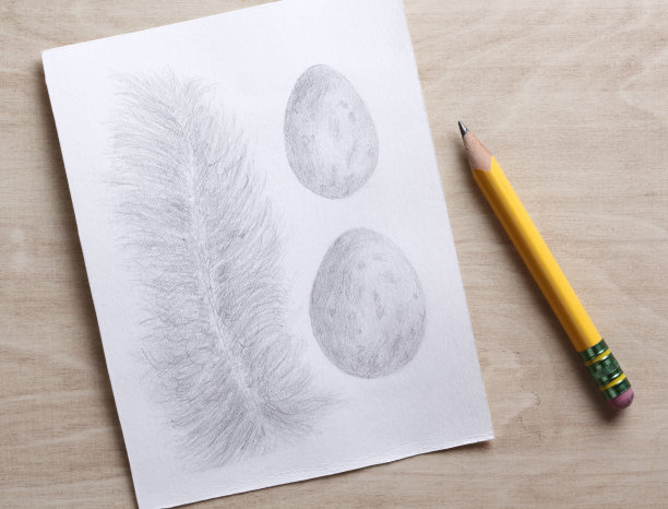 羽毛和鸡蛋铅笔画图片下载