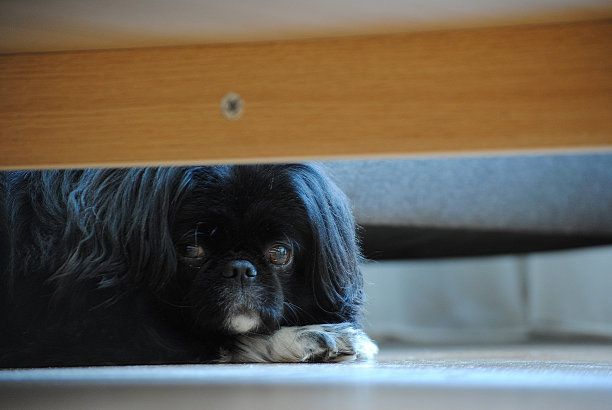 狗在床上图片下载