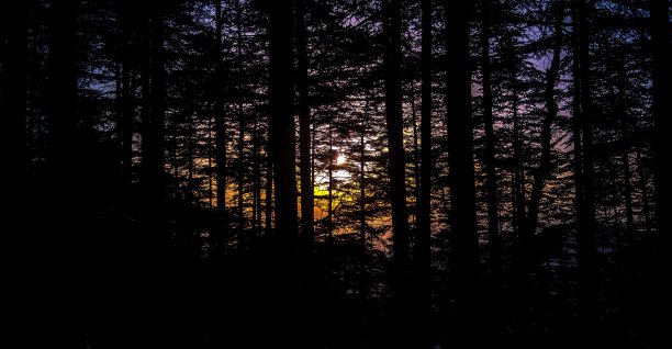 黎明在森林图片下载