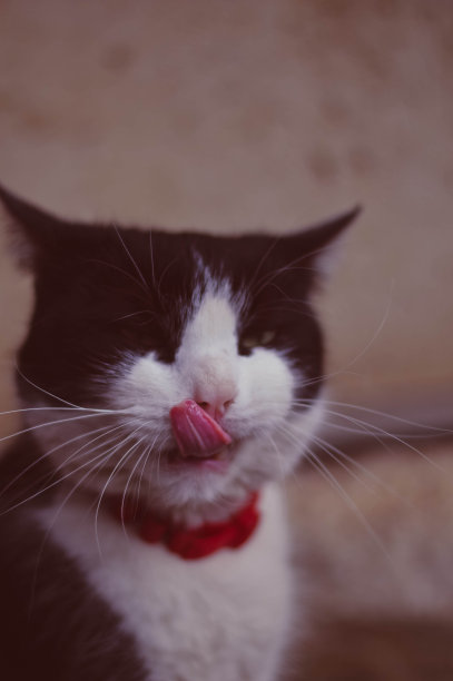 猫的画像图片下载