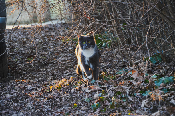 猫的画像图片下载