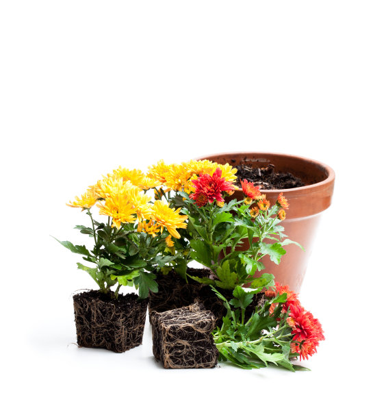 五颜六色的菊花准备种植与花盆隔离图片下载