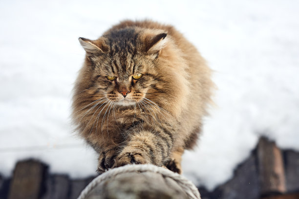 在原木上行走的西伯利亚猫素材图片