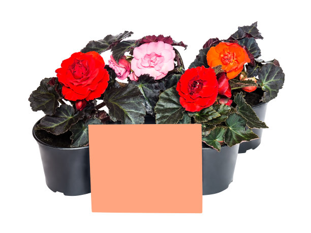 种苗花与卡作笔记隔离图片下载