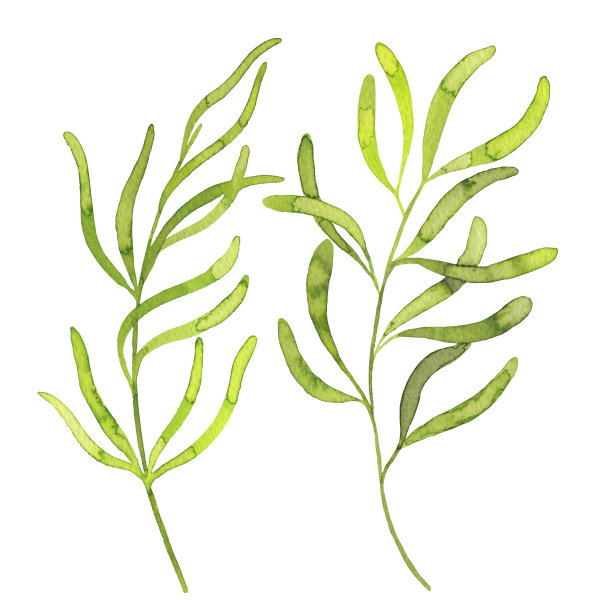 绿色植物收集。设置与桉树叶子孤立的白色背景图片下载