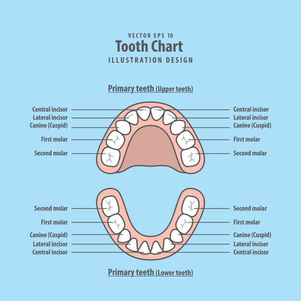 牙齿图表主要的牙齿插图矢量在蓝色的背景。牙科的概念。图片下载