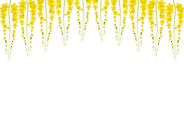 黄色决明子瘘管-金色淋浴花在白色背景图片下载