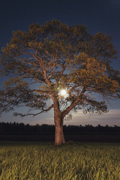 春天的月光图片下载